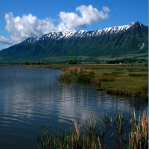 cover image of Wetlands of Utah